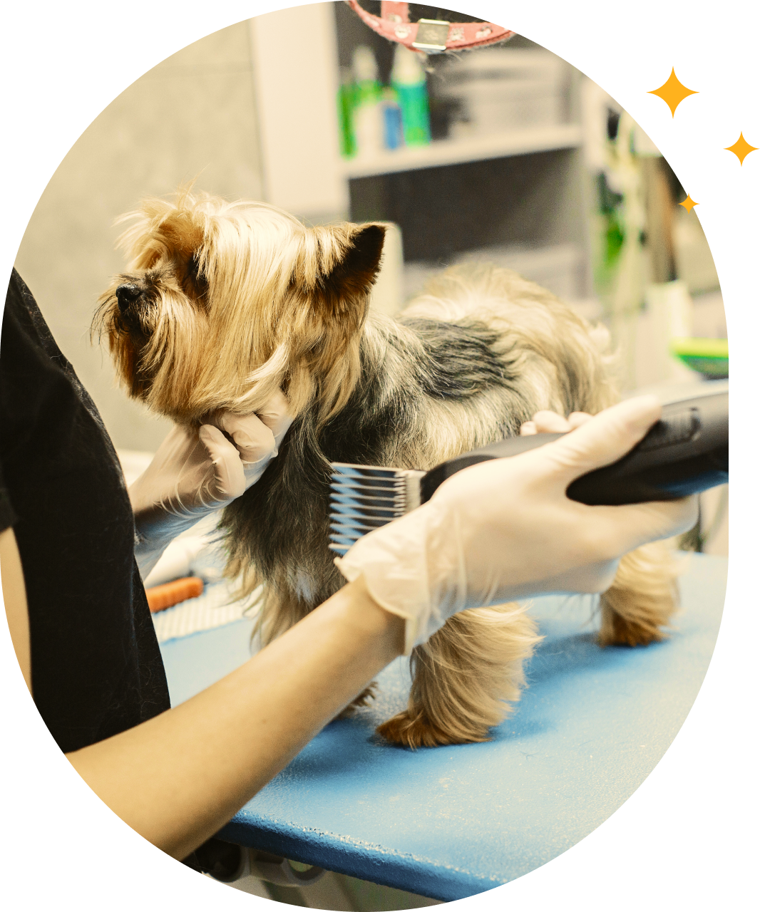 Dog getting trimmed